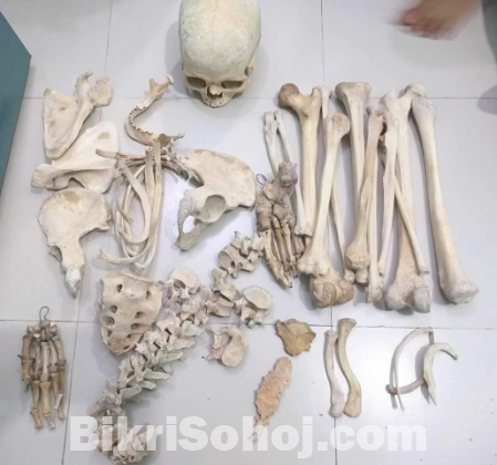 মেডিকেল স্টুডেন্ট বোন্স